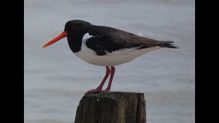 An Oystercatcher Story [upl. by Auqeenwahs]