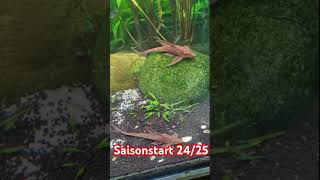 aquarium eifel amazonas saisonstart aquaristik 2024 2025 [upl. by Poland]