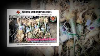 Adenium Nursery amp Exporting [upl. by Adaiha586]