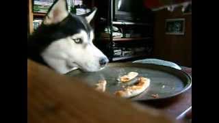 Husky Stealthily Stealing Pizza Crust [upl. by Carmelina]