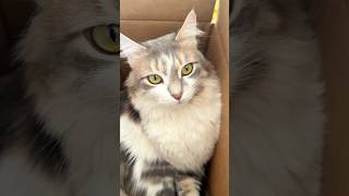 ⁠ بسس اكسبلور اكسبلورexplore cats shortsfeed shorts [upl. by Campagna]