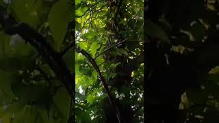 catalpa tree in the garden 5 minutes in the garden ASMR nature springgarden [upl. by Rhu]