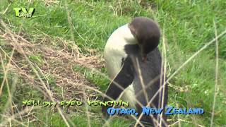 yelloweyed penguin  Megadyptes antipodes 02 [upl. by Huan]