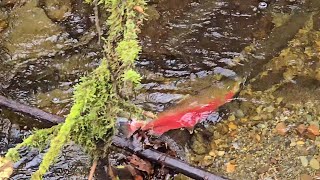 Cherry Creek Falls WA 20241109 [upl. by Ellan917]