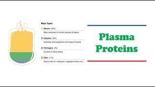 Clinical Chemistry 🔤  Plasma Proteins [upl. by Nedlog]