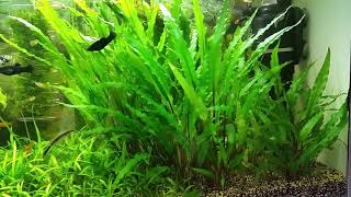 ZWARTKA WENDTA Cryptocoryne Wendtii GREEN Kryptokoryna Wendtii Atrakcyjna wizualnie zielona roślinka [upl. by Enorahs]