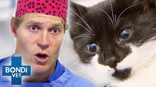 Vet is Heartbroken by Kitten Found in Box so he Adopts Her 😢🥹❤️  Bondi Vet Clips  Bondi Vet [upl. by Yednarb]