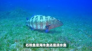 石斑鱼是海水鱼还是淡水鱼？石斑鱼既有海水鱼也有淡水鱼 [upl. by Meyers]