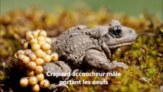 Crapaud accoucheur [upl. by Oicafinob]