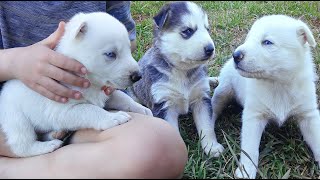 Gerberian Shepsky puppies week 24 [upl. by Louie]