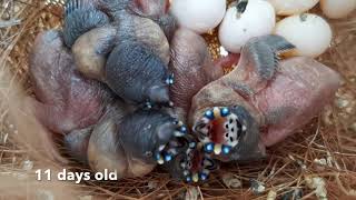 Our first baby Gouldians 25 days from hatching to flying [upl. by Daggna]