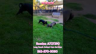 Romina A727290 Shy But Sweet 1 Year Old Female CaneCorso Mix [upl. by Rogerson]