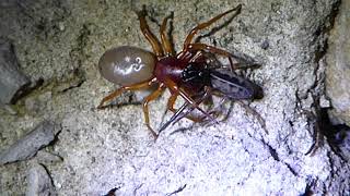 Woodlouse spider eating a tube web spider [upl. by Vance]