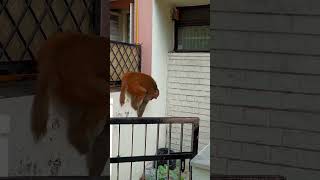 Party Time Again viral trending trendingshorts monkey shortvideo subscribe naturebird18 [upl. by Ceil]