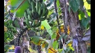 Cultivo Artesanal de Banano por campesinos  TvAgro por Juan Gonzalo Angel [upl. by Nauqal934]