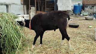 for sale male 🐏 ship location Hafiz Baba Nagar 9382237594 [upl. by Lyns]