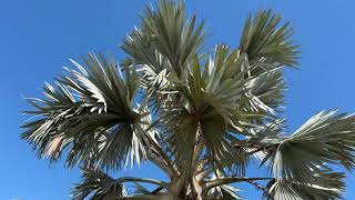 Trip to Spain September 2024 Palm species growing in Alicante Valencia [upl. by Michale523]