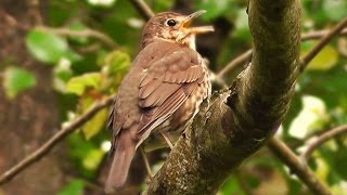 Song Thrush Bird Singing May [upl. by Arada]