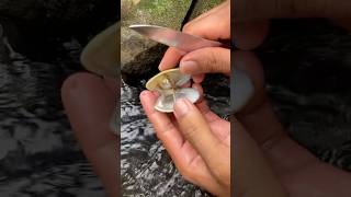 A rock clam formed a beautiful pearl Pearl Clam [upl. by Pals956]