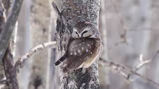 Northern Saw Whet Owl Catches Vole [upl. by Vasya317]