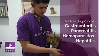 CASO CLINICO PANCREATITIS EN CANINOS [upl. by Stephine554]