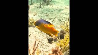 Spanish Hogfish coralreef underwater hogfish spanishhogfish fish pez underwater [upl. by Kraft]