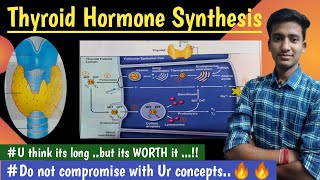 Synthesis and ReleaseThyroid HormoneEndocrine Physiology  in hindi Ashish Agrawal [upl. by Orion]