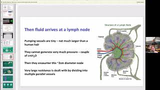 Lymph Nodes Create a Very Important Resistance to Lymph Flow How does the System Manage this [upl. by Bennion692]