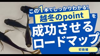 【初めての越冬が不安】メダカの冬越し成功のコツと注意点を徹底解説！ [upl. by Natassia]