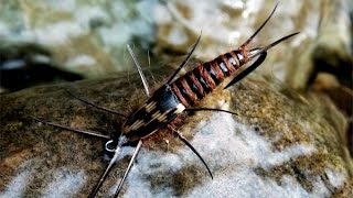 Stonefly nymph fly tying instructions by Ruben Martin [upl. by Arec960]