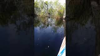 🐊 Kayaking next to alligators in Georgia 🐊 Okefenokee Swamp Park kayaking georgia alligator [upl. by Saffren]