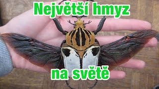 Top 10 Největší hmyz na světě [upl. by Celene]