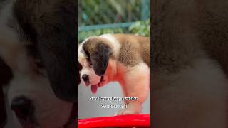 St Bernard Puppy’s Available dog puppy doglover dogs trending short shorts [upl. by Adamek]