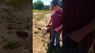 FFA Show Steer Dooleys first year show steer [upl. by Eillom]