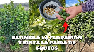 Estimula la Floración y Evita la caída de frutos de tus Cítricos [upl. by Mahmud789]