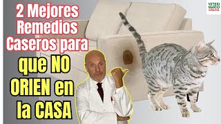 🐱 DESCUBRE LOS 2 MEJORES REMEDIOS CASEROS PARA QUE EL GATO NO SE ORINE EN LA CASA 🐱 [upl. by Liponis828]