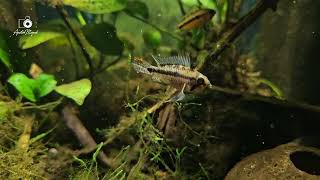 WC Apistogramma sp quotShalyquot [upl. by Eceined]