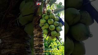 High yielding DWARF COCONUT 🥥 tree🌴shortsasmr [upl. by Heiner]