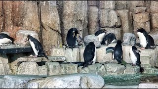 Montreal Biodome Subpolar Ecosystem [upl. by Ed]