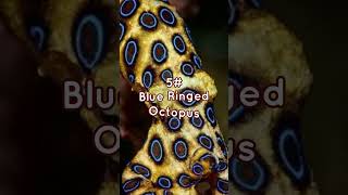 Top 10 Most Beautiful Mollusks top10 top worldmollusks shortvideo video [upl. by Wrigley66]