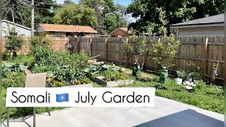 Somali Garden July Vlog 🌱 Minnesota Zone 4 [upl. by Eisak284]