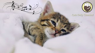 Relaxing Music for Cats  Peaceful Harp Music that Cats Love [upl. by Jeth163]