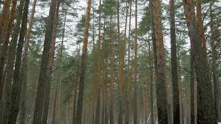 Driving Through A Pine Forest Stock Video [upl. by Ajnot627]