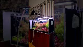 Planted aquarium maintenance at filialaquatics [upl. by Eerrehs]