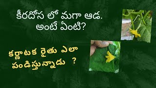 కీరదోస సాగు కర్ణాటక రైతు తోటలో నా మాటల్లో Interesting facts and cultivation aspects of cucumber [upl. by Wendelin]