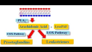 Arachidonic Acid Metabolism [upl. by Connolly860]