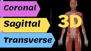 3D anatomical plane sagittal coronal and transverse plane in 3D view [upl. by Eanil607]