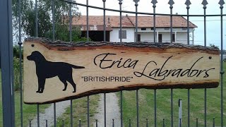 Allevamento Britishpride  Erica Labradors [upl. by Llenram309]