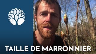 Un marronier vient dêtre taillé cest le moment de récolter [upl. by Fen]