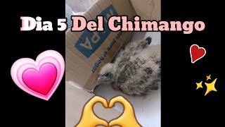 Dia 5 Del Chimango💗🦅💗🐾chimango bebe loamo [upl. by Aissert345]